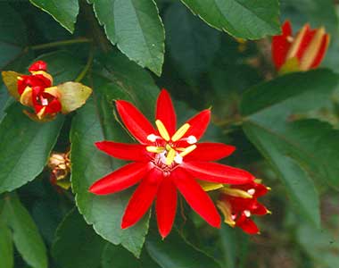 Passiflora coccinea